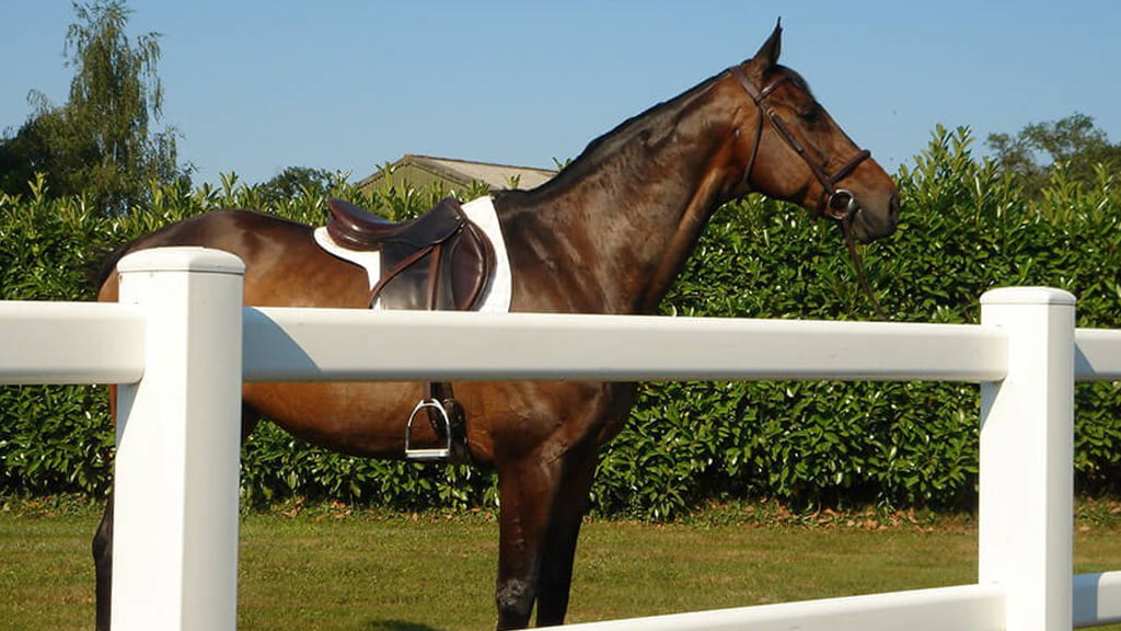 horse in paddock behind white fence